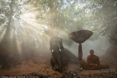 Bộ tộc Suay thuần hóa voi cuối cùng ở Thái Lan