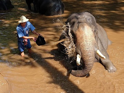 Trải nghiệm một ngày làm quản tượng tại Chiang Mai, Thái Lan Trải nghiệm một ngày làm quản tượng tại Chiang Mai, Thái Lan