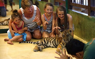 Đùa giỡn với hổ ở đảo Phuket - du lịchThái Lan. Đùa giỡn với hổ ở đảo Phuket - du lịchThái Lan.