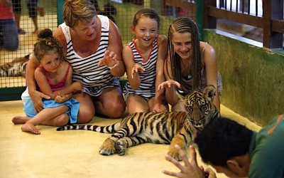 Đùa giỡn với hổ ở đảo Phuket