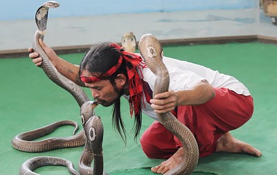 Khám phá những điều thú vị tại trại rắn Thái Lan