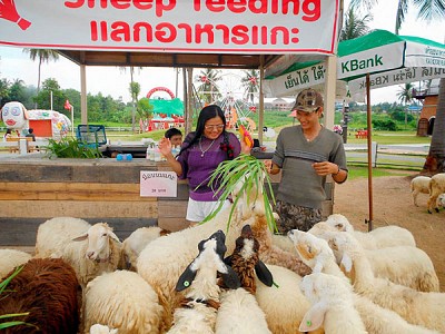 Thăm quan hai nông trại dành cho những người yêu động vật ở Thái Lan