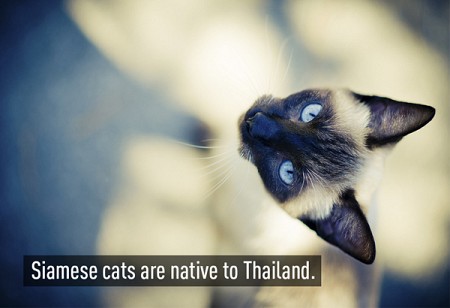 Những điều cực kỳ thú vị về đất nước Thái Lan