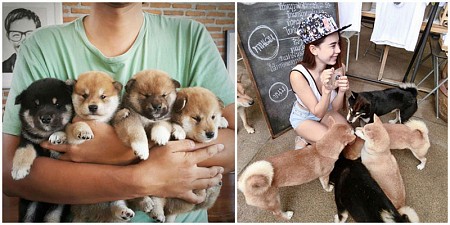 Yêu động vật thì phải ghé qua những quán cafe thú cưng này ở Bangkok