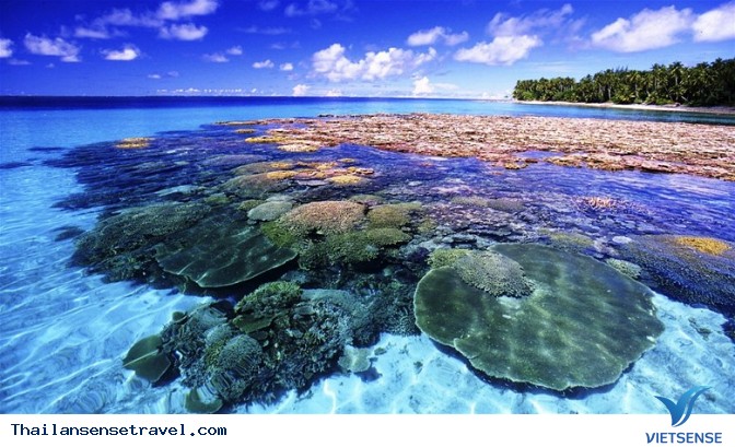 Điểm tới Coral Island - một hòn đảo san hô kỳ vĩ với những hình ảnh đầy màu sắc và sinh động. Tại đảo, bạn có thể bơi lặn để ngắm các loài cá và sinh vật dưới làn nước trong xanh, tham gia các hoạt động thú vị và học hỏi về những cách bảo vệ đầy trách nhiệm môi trường biển.