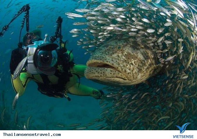 Đến Koh Tao, Thái Lan lặn biển cùng cá voi - Ảnh 1