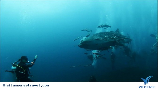 Đến Koh Tao, Thái Lan lặn biển cùng cá voi - Ảnh 2