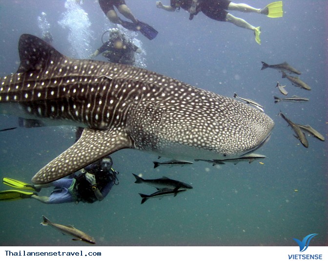 Đến Koh Tao, Thái Lan lặn biển cùng cá voi - Ảnh 3