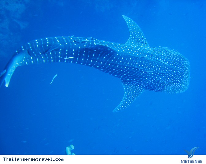 Đến Koh Tao, Thái Lan lặn biển cùng cá voi - Ảnh 4