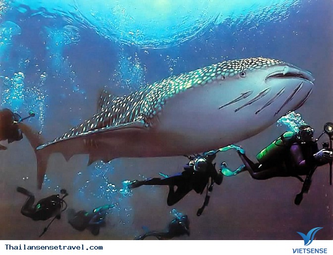 Đến Koh Tao, Thái Lan lặn biển cùng cá voi - Ảnh 7