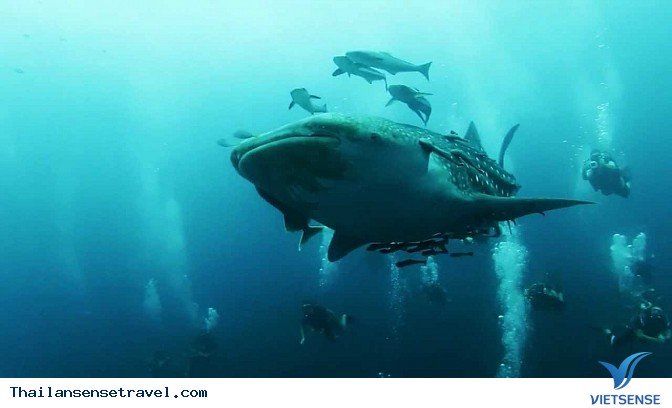 Đến Koh Tao, Thái Lan lặn biển cùng cá voi - Ảnh 6