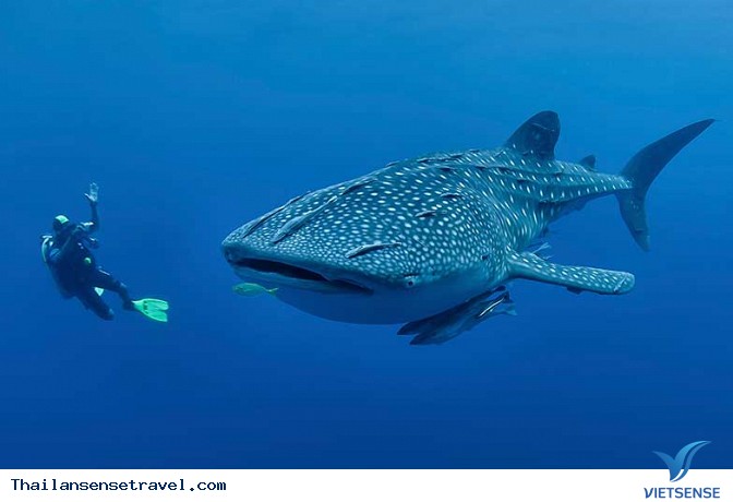 Đến Koh Tao, Thái Lan lặn biển cùng cá voi - Ảnh 5