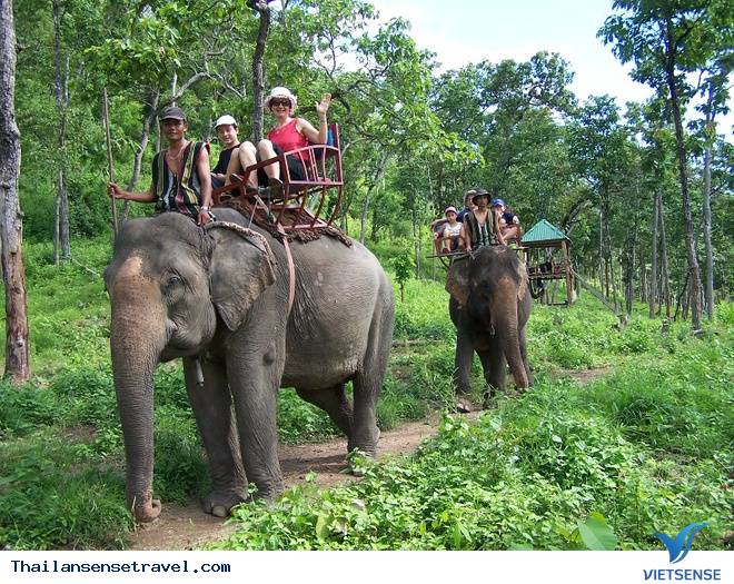 Đi dạo Trên lưng Voi - Ảnh 2