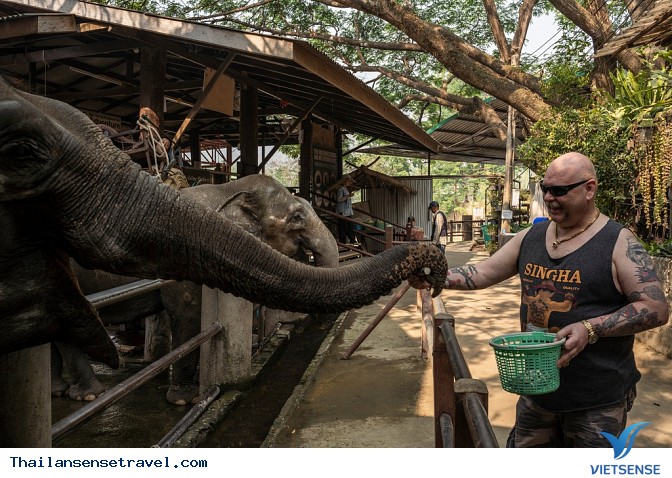 Cho Voi ăn - Ảnh 1