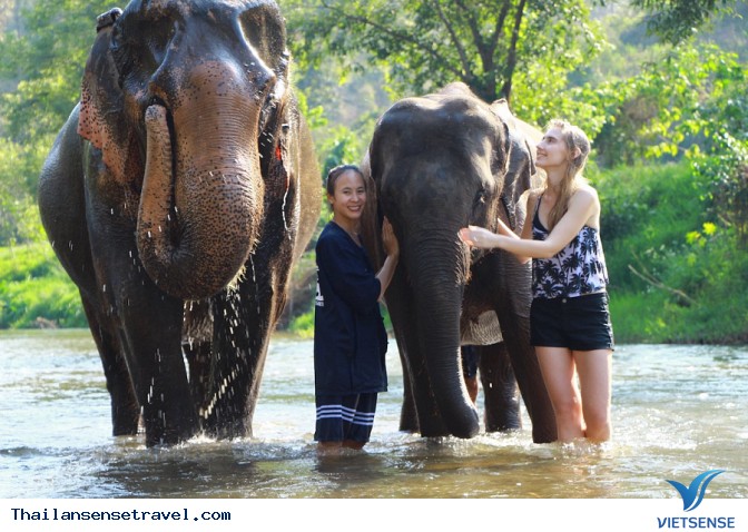 Cưỡi Voi - Ảnh 3