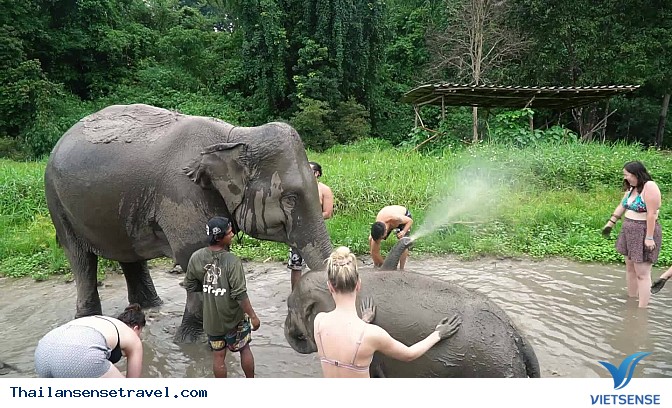 Tắm và vệ sinh cho Voi - Ảnh 5