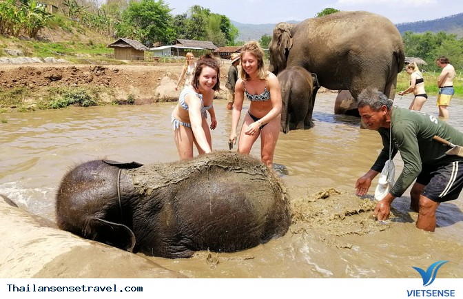 Tắm và vệ sinh cho Voi - Ảnh 4