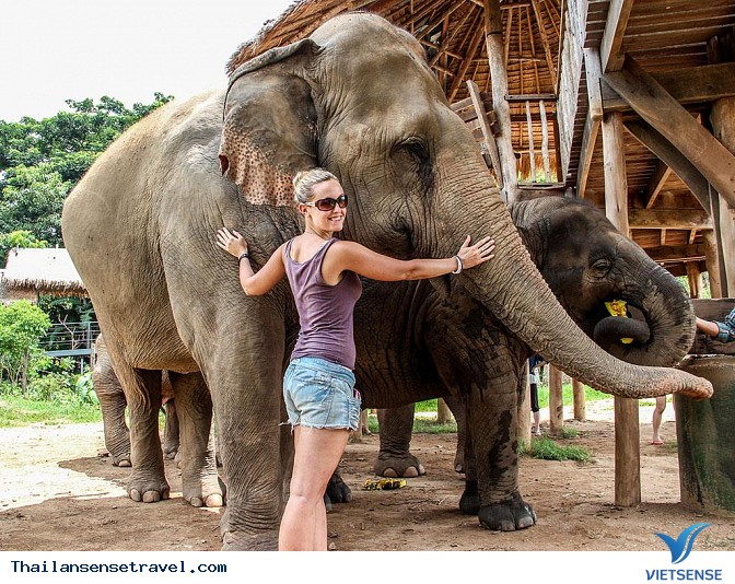 Tắm và vệ sinh cho Voi - Ảnh 2