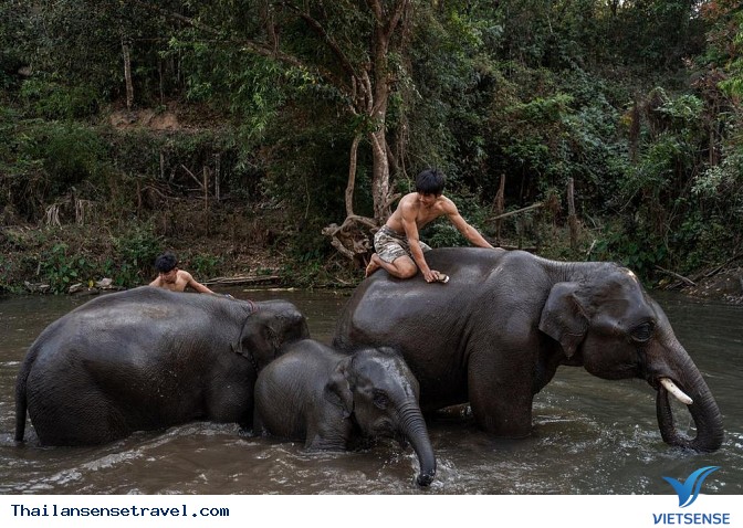 Tắm và vệ sinh cho Voi - Ảnh 3