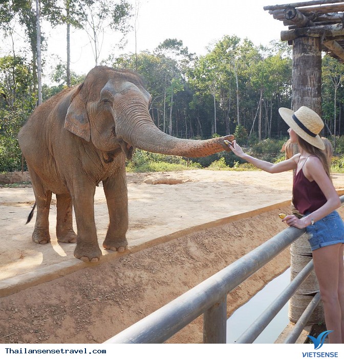Vui đùa cùng những chú voi