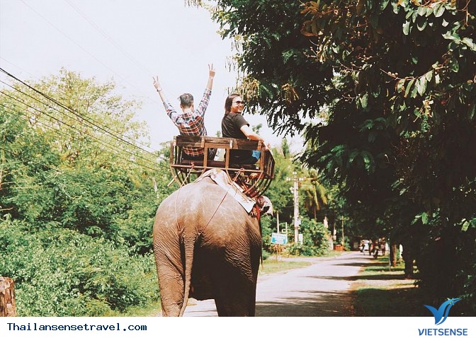 Đi dạo Trên lưng Voi - Ảnh 1