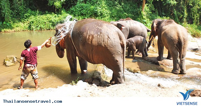 Tắm và vệ sinh cho Voi - Ảnh 1