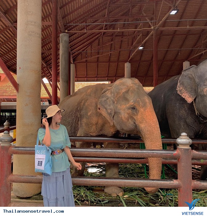 Cho Voi ăn - Ảnh 3