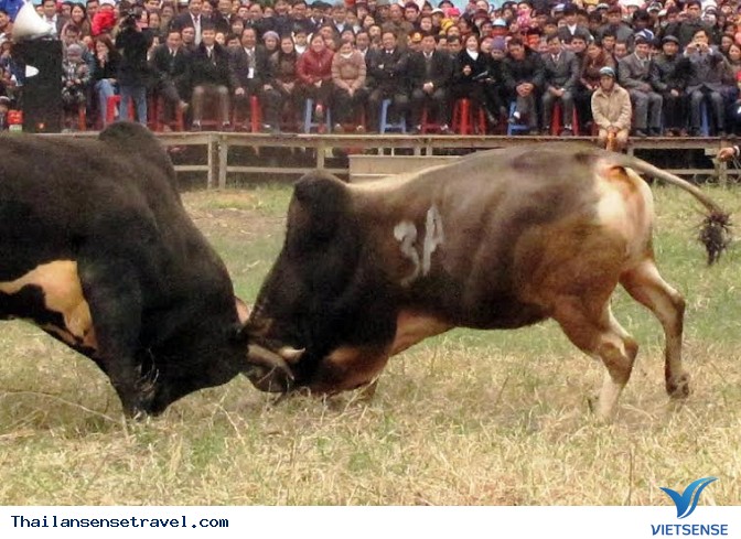 Koh Samui Thái Lan - Lễ hội chọi trâu đấu bò - Ảnh 1