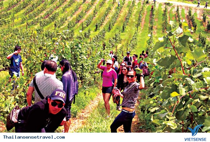 Vườn nho Vineyard Vườn nho Vineyard