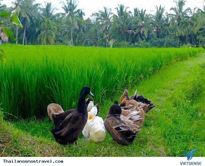 Thanh bình với bộ ảnh Mùa gặt trên đất Thái - Ảnh 10 Thanh bình với bộ ảnh Mùa gặt trên đất Thái - Ảnh 10