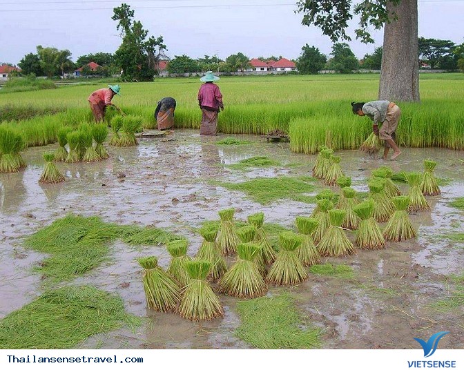 Thanh bình với bộ ảnh Mùa gặt trên đất Thái - Ảnh 12 Thanh bình với bộ ảnh Mùa gặt trên đất Thái - Ảnh 12