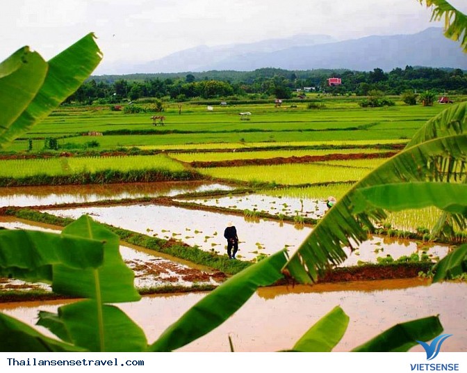 Thanh bình với bộ ảnh Mùa gặt trên đất Thái - Ảnh 8 Thanh bình với bộ ảnh Mùa gặt trên đất Thái - Ảnh 8