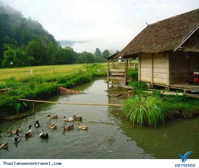 Thanh bình với bộ ảnh Mùa gặt trên đất Thái - Ảnh 11 Thanh bình với bộ ảnh Mùa gặt trên đất Thái - Ảnh 11