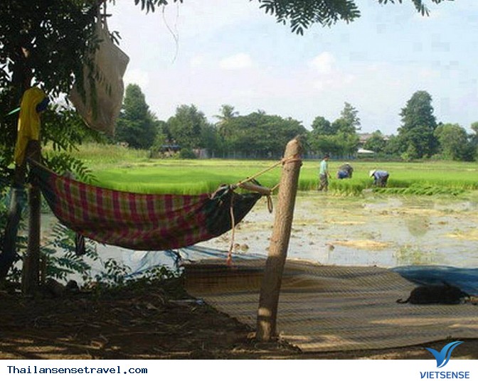 Thanh bình với bộ ảnh Mùa gặt trên đất Thái - Ảnh 5 Thanh bình với bộ ảnh Mùa gặt trên đất Thái - Ảnh 5