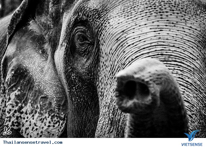 Một chú voi trên đường phố Chiang Mai dưới góc nhìn của Ian Barin.