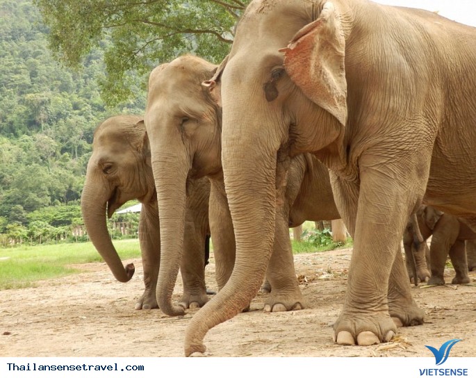 Tham quan khu bảo tồn voi