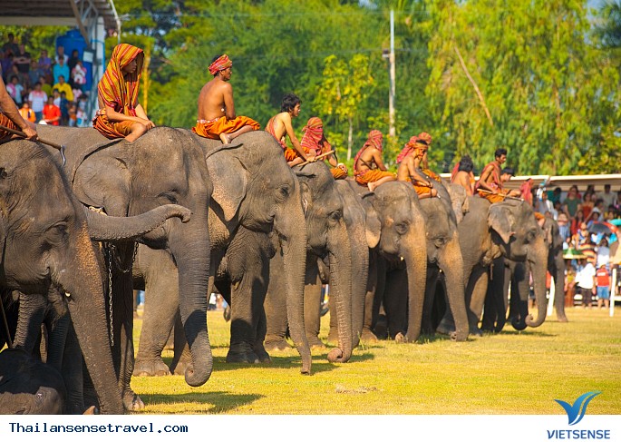 Surin Elephant Round-up Surin Elephant Round-up