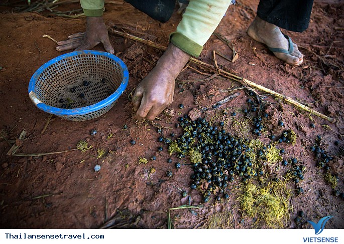 Thưởng thức cà phê đắt nhất tại Thái Lan. - Ảnh 2 Thưởng thức cà phê đắt nhất tại Thái Lan. - Ảnh 2