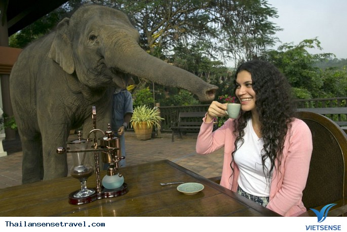 Thưởng thức cà phê đắt nhất tại Thái Lan. - Ảnh 5 Thưởng thức cà phê đắt nhất tại Thái Lan. - Ảnh 5