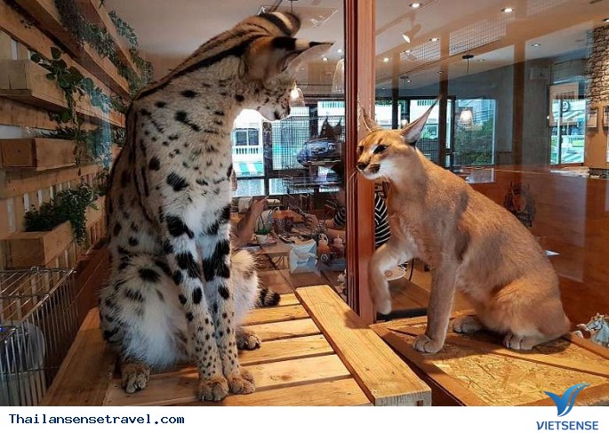 Trào lưu việc nuôi động vật hoang dã trong quán cà phê tại Thái Lan. - Ảnh 4