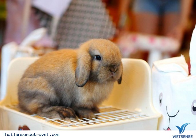 Trào lưu việc nuôi động vật hoang dã trong quán cà phê tại Thái Lan. - Ảnh 2