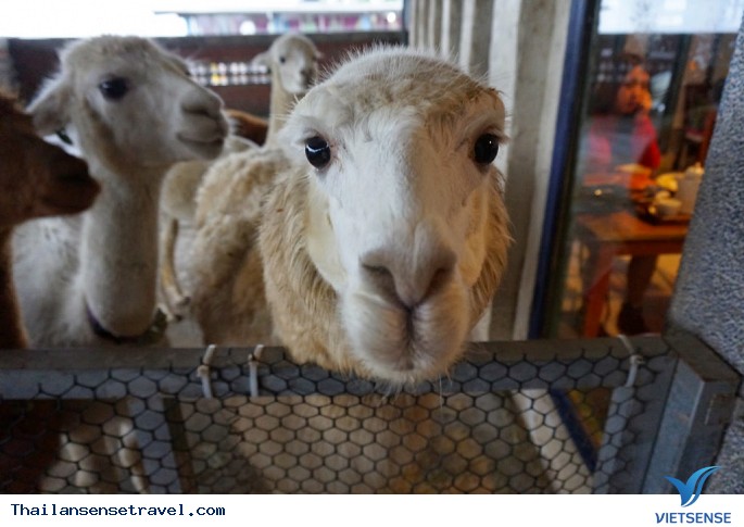 Trào lưu việc nuôi động vật hoang dã trong quán cà phê tại Thái Lan. - Ảnh 1