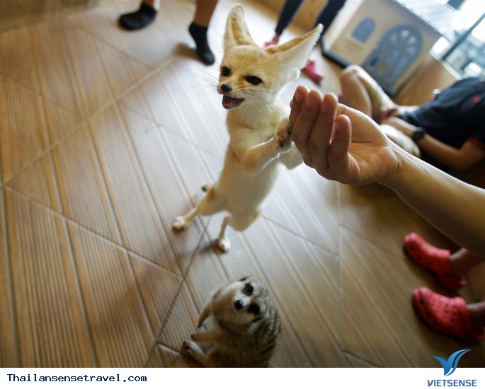 Trào lưu việc nuôi động vật hoang dã trong quán cà phê tại Thái Lan. - Ảnh 3