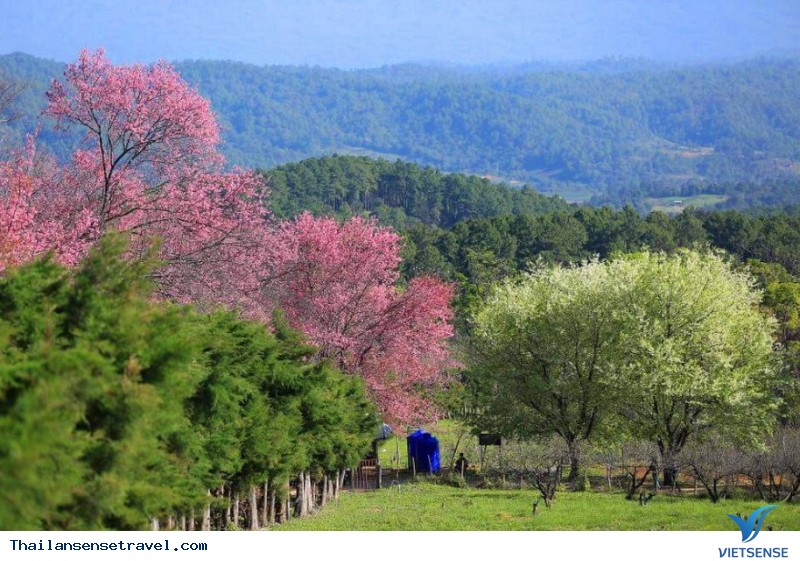 Bạn đã biết Hoa Anh Đào cũng được trồng ở Thái Lan chưa, một điểm đến 2018 - Ảnh 1