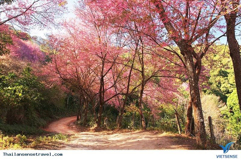 Những địa điểm ngắm Hoa Anh Đào