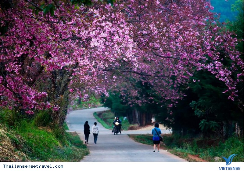 Thời gian hoa nở