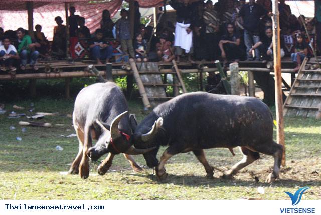 Lễ hội thi Trâu Lễ hội thi Trâu