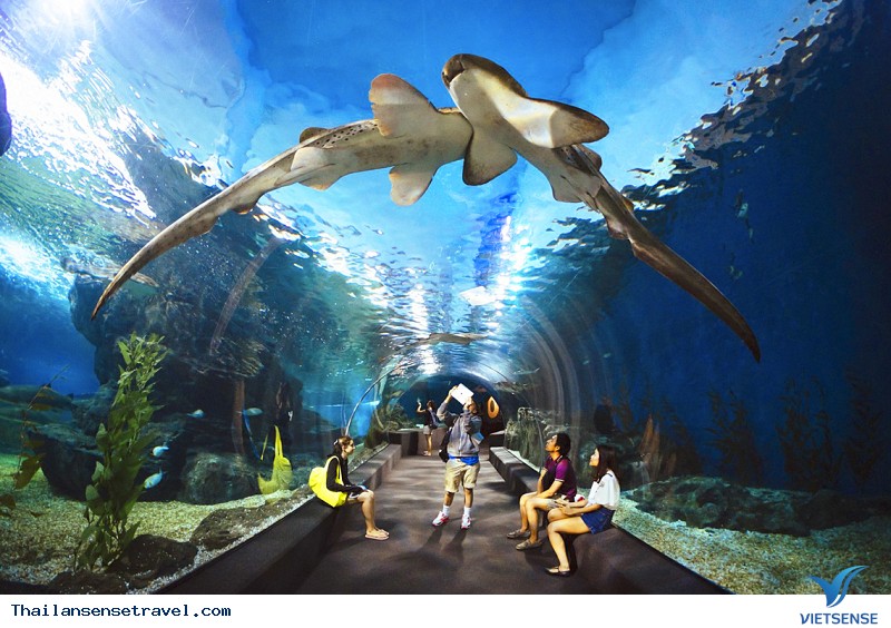 Siam Ocean World Siam Ocean World