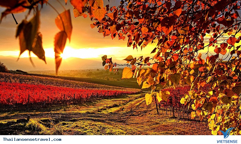 Vườn nho Vineyard Vườn nho Vineyard