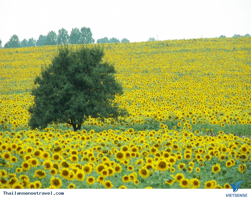 Lop Buri ẩn chứa cánh đồng hoa hướng dương rực rỡ của Thái Lan - Ảnh 2 Lop Buri ẩn chứa cánh đồng hoa hướng dương rực rỡ của Thái Lan - Ảnh 2